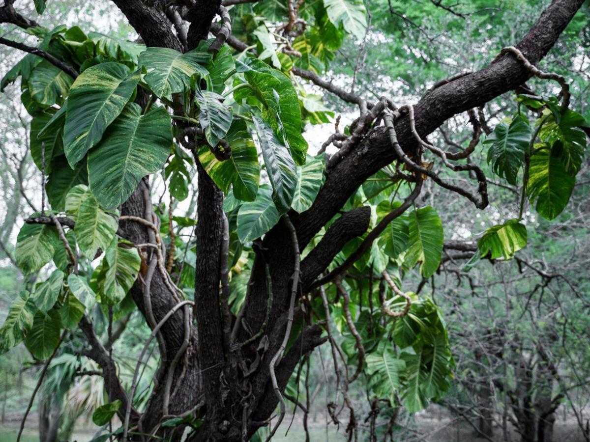 Kruger Eden Lodge マールロス・パーク エクステリア 写真